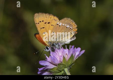 Farfalla maschio in rame scarso con ali semiaperte seduta su un fiore viola che succhia a sinistra Foto Stock