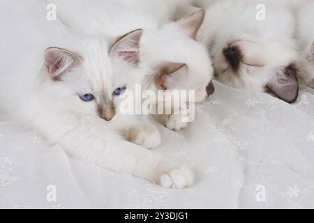 GATTO SACRO DELLA BIRMANIA, GATTO SACRO DEL BIRMA, GATTINO, CUCCIOLATA, SONNOLENZA Foto Stock