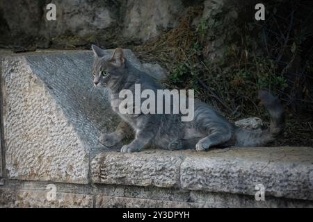 Un bellissimo gatto di vicolo grigio, con gli occhi verdi, su una recinzione di pietra a Gerusalemme, Israele. Foto Stock