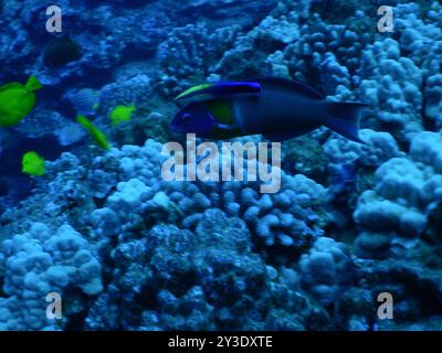 Sella Wrasse (Thalassoma duperrey) Actinopterygii Foto Stock