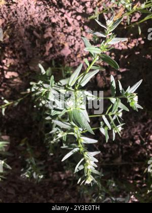 Passacavo per mais (Buglossoides arvensis) Plantae Foto Stock