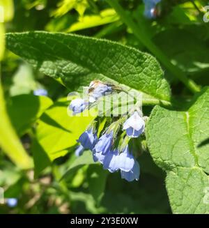 Piano di Comfrey caucasico (Symphytum caucasicum) Foto Stock