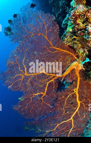 I crinoidi neri si aggrappano al ventilatore rosso sul muro Foto Stock