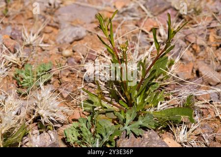 Peperoncino selvatico (Lepidium virginicum virginicum) Plantae Foto Stock