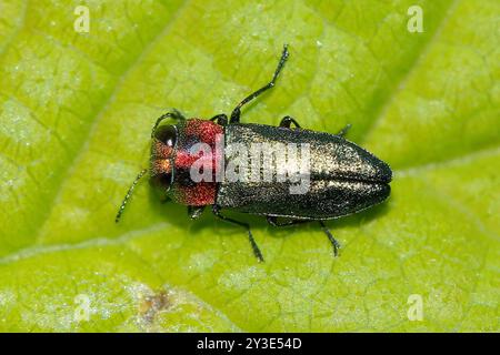 (Anthaxia nitidula signaticollis) Insecta Foto Stock