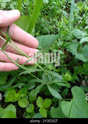 Kashubian Buttercups (Ranunculus cassubicus) Plantae Foto Stock