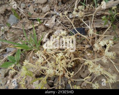 Insalata di mais comune (Valerianella locusta) Plantae Foto Stock