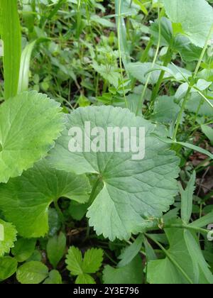 Kashubian Buttercups (Ranunculus cassubicus) Plantae Foto Stock