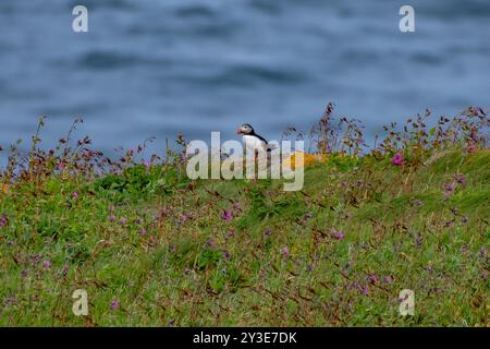 Specie di uccelli marini Atlantic Puffin (Fratercula arctica) sulla riserva di uccelli marini Isola di Handa in Scozia, Regno Unito Foto Stock