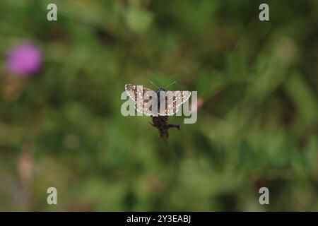 Skipper grizzled di Oberthur - Pyrgus armoricanus Foto Stock