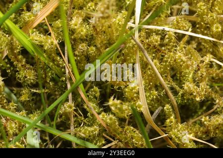 Piazza Moss Gooseneck (Rhytidiadelphus Square) Plantae Foto Stock