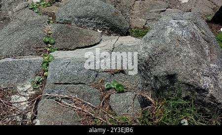 Jacky Dragon (Amphibolurus muricatus) Reptilia Foto Stock