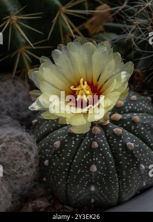 Il bellissimo fiore giallo di Astrophytum asterias (cactus Kabuto) fiorisce con Ferocactus echidne come sfondo. Specie di cactus nel genere AS Foto Stock