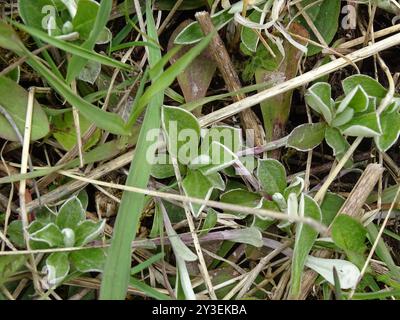 Pussytoes (Antennaria neglecta) Plantae Foto Stock