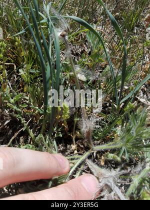 (Pulsatilla pratensis nigricans) Plantae Foto Stock