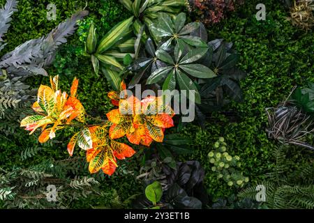 Impianto di Croton da giardino artificiale. Piante e fiori artificiali per la decorazione di interni e la progettazione di paesaggi. Foto Stock