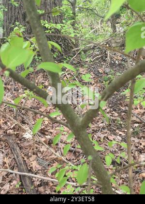 Blackhaw (Viburnum prunifolium) Plantae Foto Stock