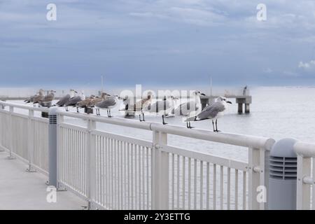 Gabbiani su ringhiera a Fort Desoto Park Pinellas County Florida USA. Gabbiani su ringhiera a bordo della spiaggia di Fort Desoto Park kayak Foto Stock