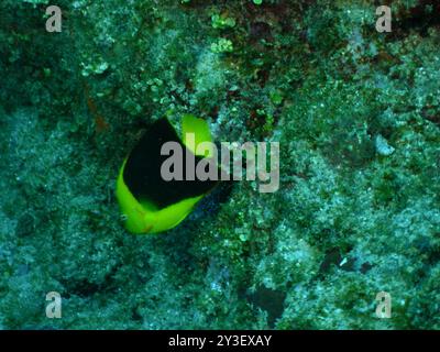 Bellezza rocciosa (Holacanthus tricolor) Actinopterygii Foto Stock