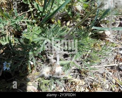 (Pulsatilla pratensis nigricans) Plantae Foto Stock