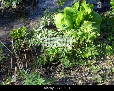 angelica (Angelica atropurpurea) Plantae con stelo viola Foto Stock