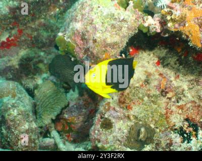 Bellezza rocciosa (Holacanthus tricolor) Actinopterygii Foto Stock