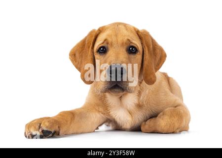 Bel cucciolo di cane Labrador di 3 mesi, che si stende davanti. Guardando verso la fotocamera. Isolato su sfondo bianco. Foto Stock