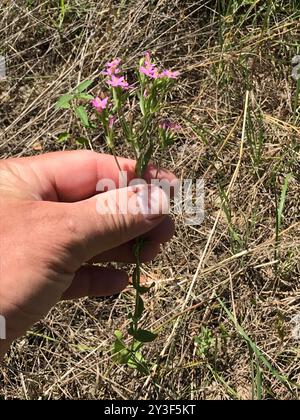 Centaury (Centaurium tenuiflorum) Plantae Foto Stock