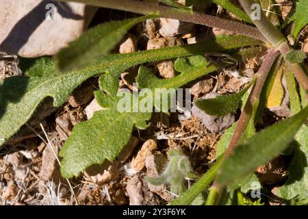 Peperoncino selvatico (Lepidium virginicum virginicum) Plantae Foto Stock