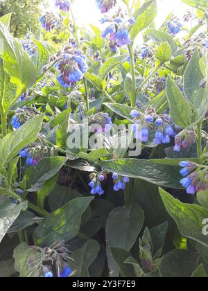 Piano di Comfrey caucasico (Symphytum caucasicum) Foto Stock