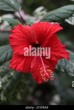 Red Chinese Hibiscus, China Rose o Shoe Flower, Hibiscus rosa-sinensis, Malvaceae. Asia orientale. Foto Stock