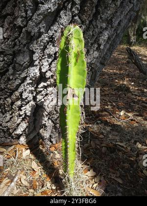 Cactus globulari, cactus al chiaro di luna, cactus delle torce e alleati (Cactoideae) Plantae Foto Stock