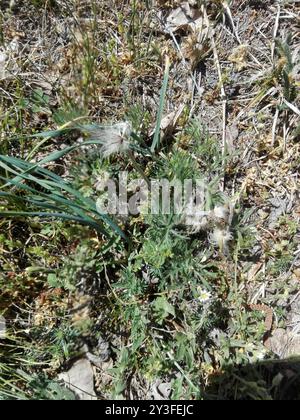 (Pulsatilla pratensis nigricans) Plantae Foto Stock