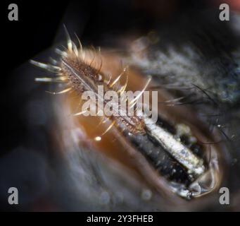 Proboscis Housefly, vista dorsale di un apparato simile a una spugna (anche House fly, House-fly o Housefly comune), Musca domestica, VISTA VENTRALE DI PROBOSCIStr Foto Stock