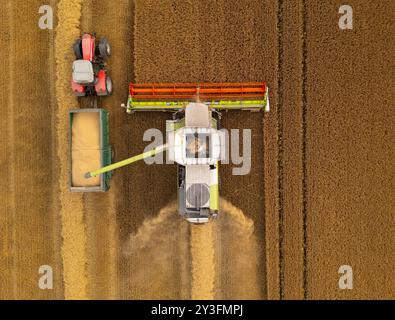 Rosyth, Scozia, Regno Unito. 13 settembre 2024. Viste aeree di una mietitrebbiatrice che lavora nel campo vicino a Rosyth nel Fife. Recentemente il clima secco ha permesso agli agricoltori di raccogliere i loro raccolti dopo una pessima estate di tempo. Iain Masterton/Alamy Live News Foto Stock