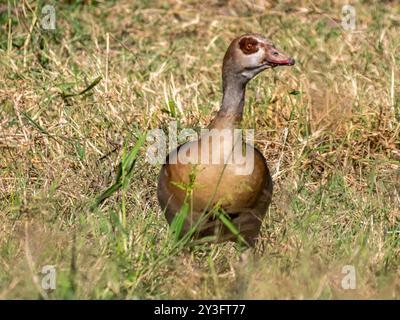 Un'oca del Nilo (Alopochen aegyptiaca) nel Serengenti. È considerato il più comune uccello di anatra afrotropicale. Foto Stock