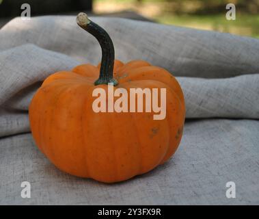 Una vivace zucca arancione che riposa su uno sfondo naturale in tessuto alla luce del sole autunnale, per un fascino di stagione Foto Stock