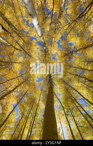 Guardando in alto gli alberi di pioppo autunnali e il cielo blu nella contea di Gunnison, Colorado Foto Stock