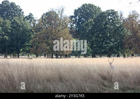 Hampton Court Foto Stock