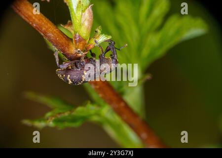 Hylobius abietis famiglia Curculionidae genere Hylobius pino grande weevil natura selvaggia scarabeo fotografia, immagine, sfondo Foto Stock