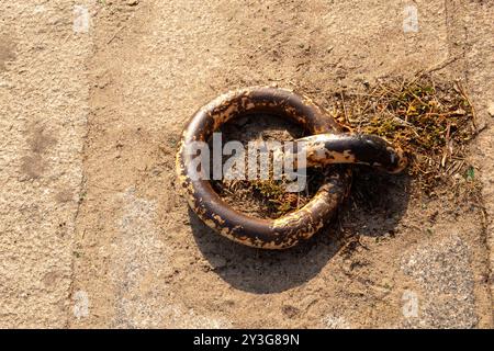 Vecchio e arrugginito anello di ormeggio per la riparazione delle navi. Attracco per piccole imbarcazioni. Giorno d'estate luce solare dura. Vista ravvicinata Foto Stock