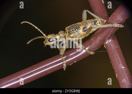 Rhagium Inquisitor famiglia Cerambycidae genere Rhagium Pino costolato borer natura selvaggia insetti carta da parati, foto, fotografia Foto Stock