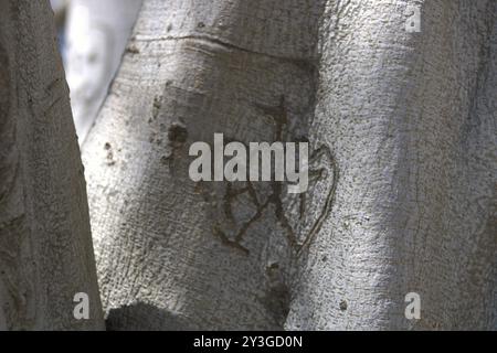 coppie romantiche iniziali scolpite sul tronco dell'albero Foto Stock