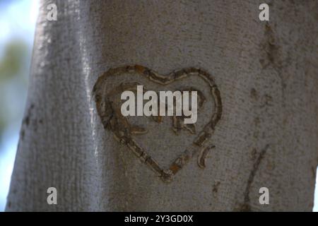 coppie romantiche iniziali scolpite sul tronco dell'albero Foto Stock