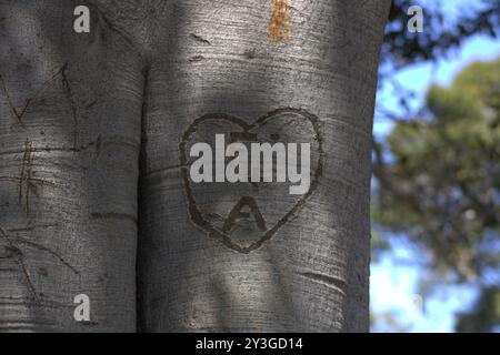 coppie romantiche iniziali scolpite sul tronco dell'albero Foto Stock
