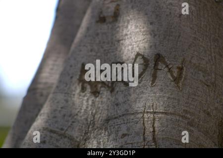 coppie romantiche iniziali scolpite sul tronco dell'albero Foto Stock