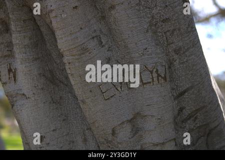 coppie romantiche iniziali scolpite sul tronco dell'albero Foto Stock