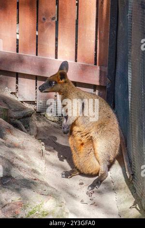 Primo piano del canguro nei Kuranda Koala Gardens nel Queensland, Australia. Il villaggio di Kuranda si trova nella foresta pluviale Patrimonio Mondiale dell'Umanita', a 1000 piedi sopra Cairns. Foto Stock