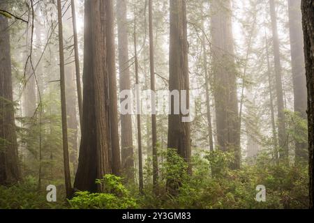 Redwoods Stand insieme ad altri alberi nella nebbia nel Redwood National Park Foto Stock