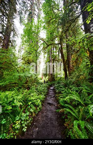 Escursione a Marymere Falls, Olympic National Park, Washington State Foto Stock